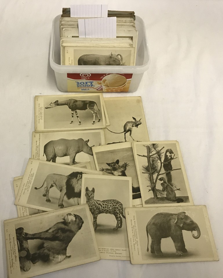 A box of vintage British museum natural history postcards.