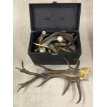 A black metal tin containing a quantity of antlers and horns.