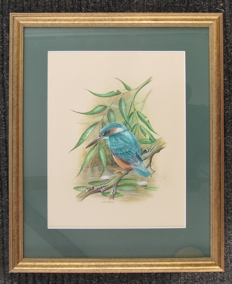 R.R.BUXTON (XX) A framed and glazed watercolour of a kingfisher. Signed lower centre. - Image 3 of 3