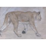 A framed and glazed charcoal and pastel drawing of a lioness. Indistinctly signed bottom right.