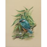 R.R.BUXTON (XX) A framed and glazed watercolour of a kingfisher. Signed lower centre.