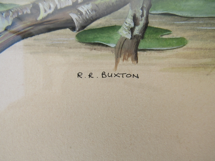 R.R.BUXTON (XX) A framed and glazed watercolour of a kingfisher. Signed lower centre. - Image 2 of 3