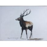 “Study for a life-size Stag” by Tessa Campbell Fraser