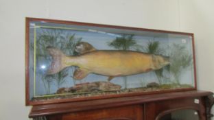 A pike in mahogany display case, caught at Damflask reservoir 1976, weight 22lb 44oz,