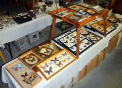A large quantity of framed butterflies & table with butterflies