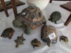 A collection of tortoises including Wade