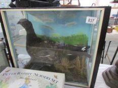 Taxidermy - a cased black grouse