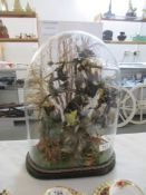 Taxidermy - a bird diorama under glass dome
