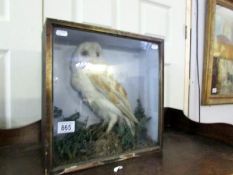 Taxidermy - a barn owl in case