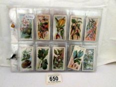 A set of John Player 'Useful Plants and Fruits' cigarette cards