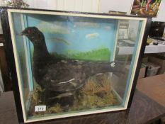 A cased black pheasant