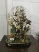 A diorama of exotic birds under glass dome
