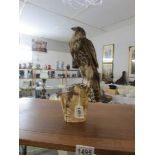 Taxidermy - a sparrowhawk