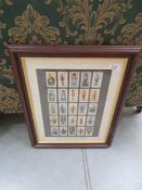 A framed and glazed set of British uniforms of the 19th century cigarette cards
