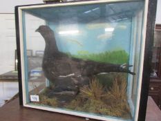 Taxidermy - a cased black pheasant