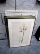 6 framed and glazed botanical prints