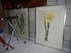 A set of 3 flower pictures