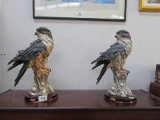 2 Juliana peregrine falcons