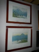 A pair of highland cattle prints