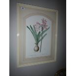 A print of orchids