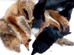 3 fox fur stoles