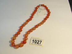 An amber necklace with gold clasp