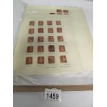 In excess of 500 British penny red stamps