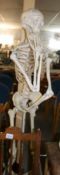 An anatomical skeleton