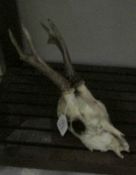 A deer skull with antlers
