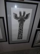 A framed and glazed limited edition print of a giraffe by Gary Hodges,