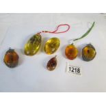 6 amber style encapsulated insects
