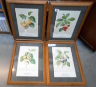 A set of 4 framed and glazed botanical prints