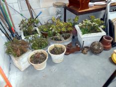 A large quantity of garden pots with plants