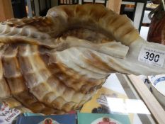 A large conch shell