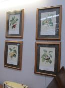 4 framed and glazed botanical prints