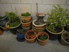 A quantity of garden planters with plants