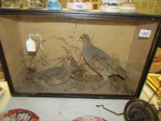 Taxidermy - a cased pair of game birds