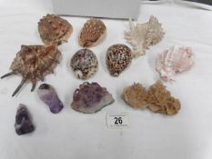 A mixed lot of sea shells and crystals