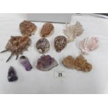 A mixed lot of sea shells and crystals
