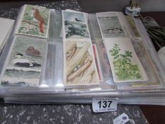 Am album of cigarette and other collector's cards