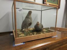 Taxidermy - a pair of grey partridges in case