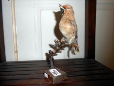 Taxidermy - a bird on branch