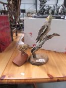 Taxidermy - a cockatoo and a thrush