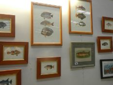 10 framed and glazed fish prints