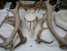 An animal skull and antlers