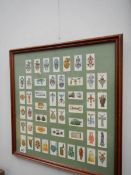 2 framed and glazed sets of cigarette cards depicting fish