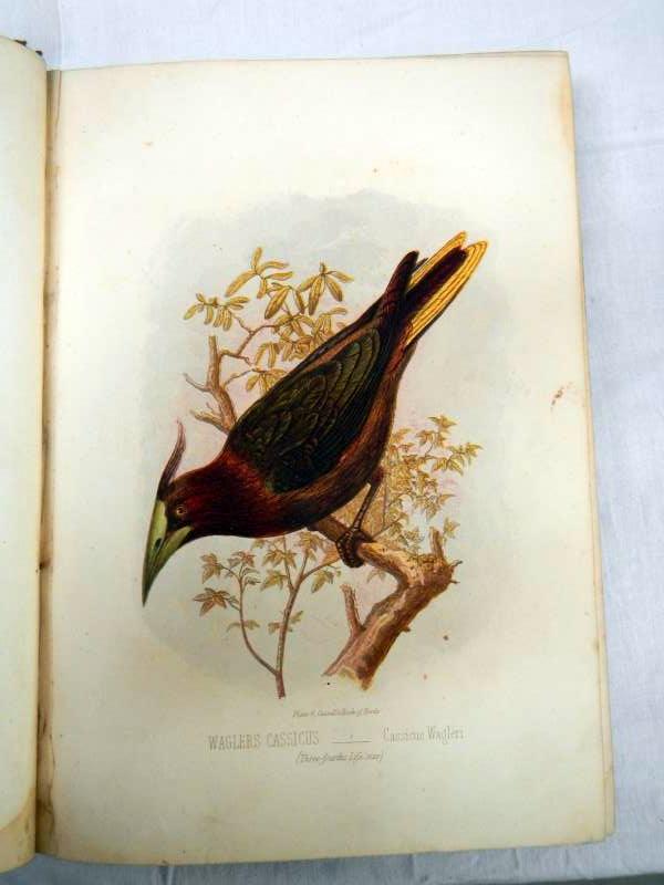 Book of Birds Vols I & II and III & IV in two books by Thomas Rymer Jones, c 1897 - Bild 4 aus 5