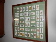 A framed and glazed set of cigarette cards
