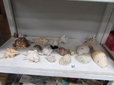 A quantity of sea shells