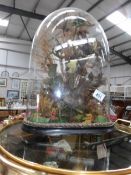 Taxidermy - a diorama of tropical birds under glass dome